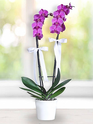 2 dal Mor Orkide