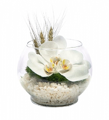 Akvaryum Vazoda Orkideler