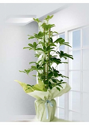 Schefflera Canl Saks Bitkisi