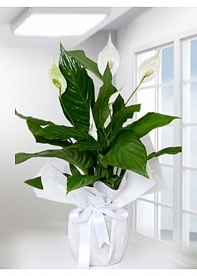 Spathiphyllum Bar Saks iei