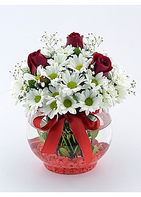 ardak Glleri ve Papatyalar